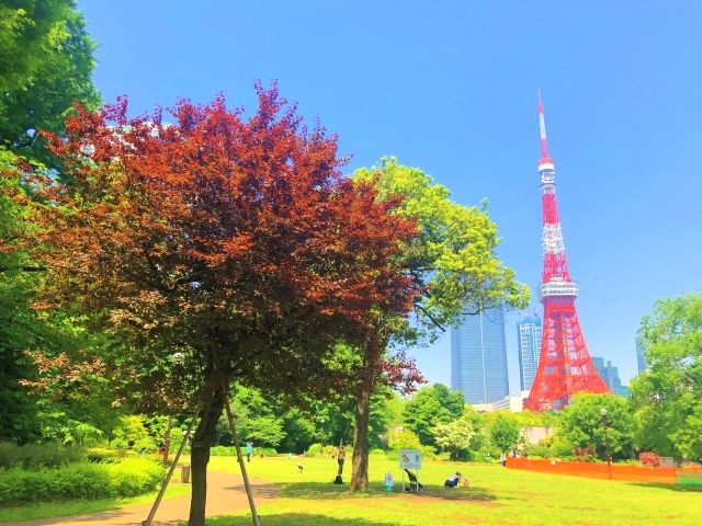 Autumn leaves in Shiba Park and Tokyo Tower