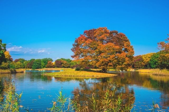 ใบไม้เปลี่ยนสีในสวน Showa Kinen โตเกียว