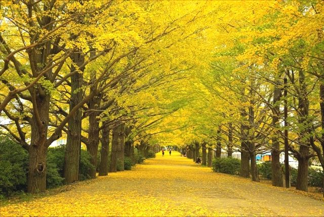 Row of ginkgo trees in Showa Kinen Park