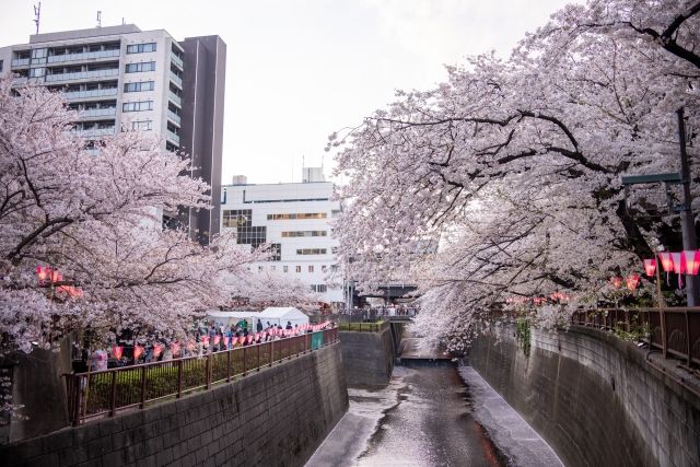 Cherry blossoms in full bloom along the Meguro River flowing through Tokyo