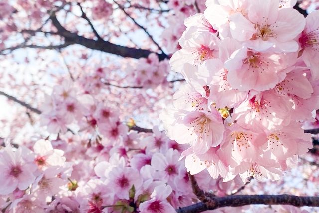 도쿄도에 있는 신주쿠 교엔의 벚꽃