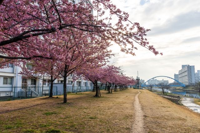 Rows of cherry blossom trees along the former Nakagawa River that flows through Tokyo