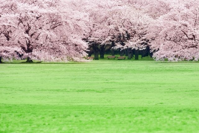 도쿄도 다치카와시에 있는 국영 쇼와 기념 공원의 잔디와 벚꽃