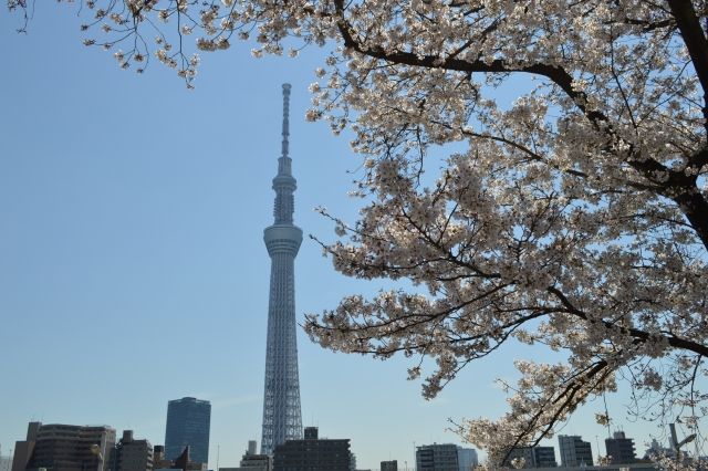 도쿄도에 있는 도쿄 스카이트리®와 벚꽃