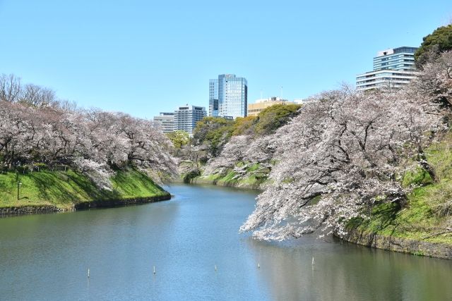Imperial Palace and cherry blossoms in spring