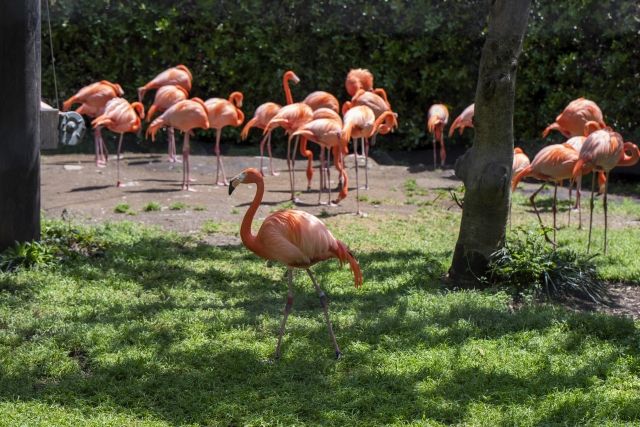 東京　観光スポット　上野恩賜公園　上野動物園のベニイロフラミンゴ