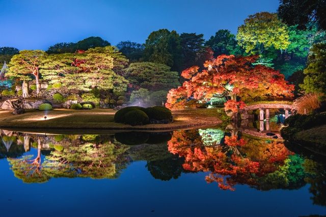 Rikugien Garden Autumn Leaves Illumination