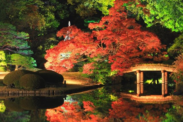 東京　六義園　紅葉　ライトアップ