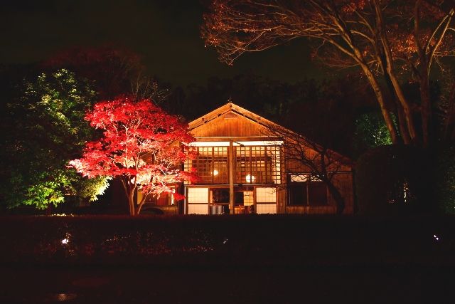 Edo-Tokyo Open Air Architectural Museum Autumn Foliage and Illuminated Buildings 2023