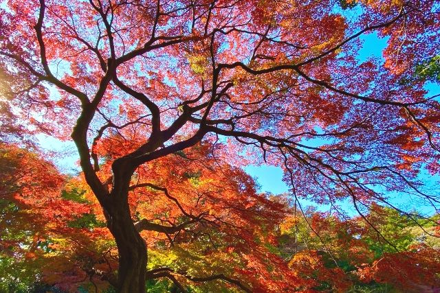 Autumn leaves at Shinjuku Gyoen