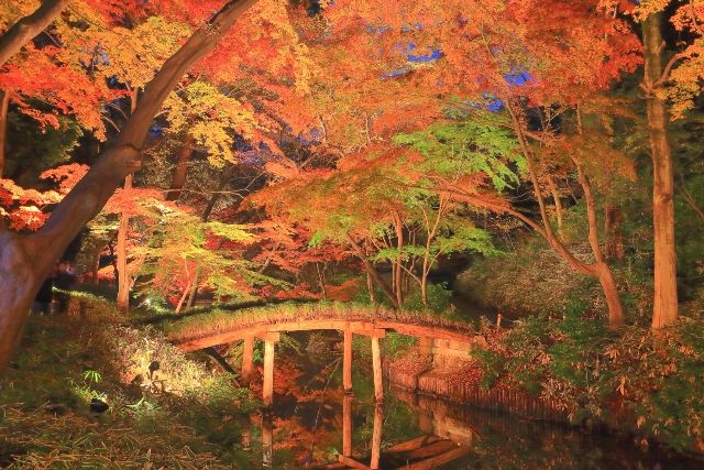 Rikugien Garden Special Night Viewing