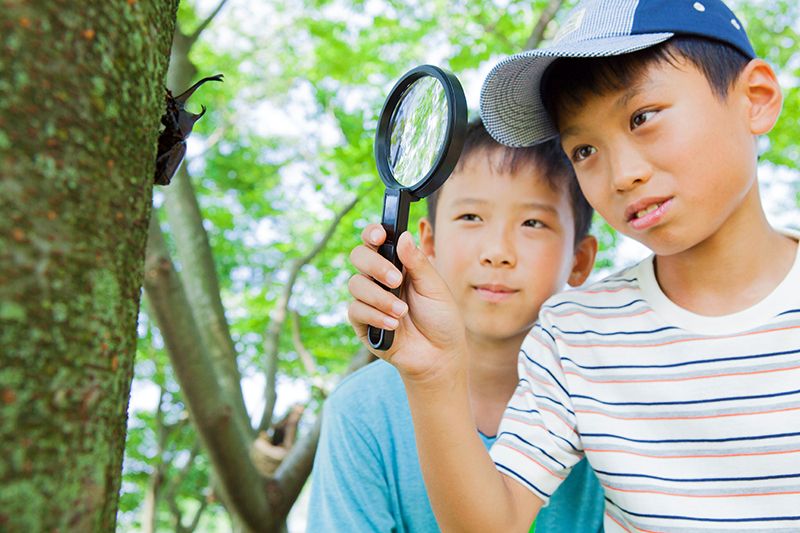 昆虫採集を楽しむ子供たち　夏休み　自由研究　昆虫観察　カブトムシ