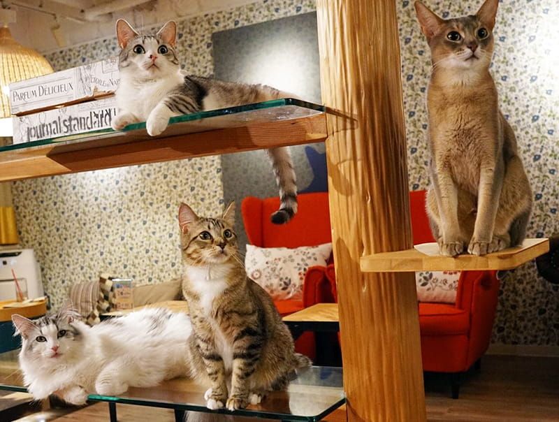 cat cafe