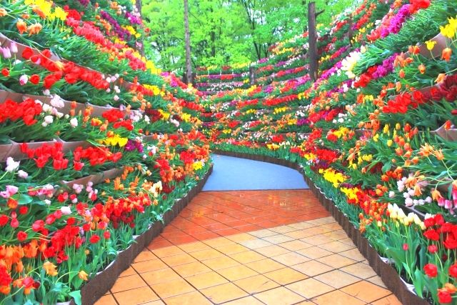 砺波郁金香博览会的“花之大谷”