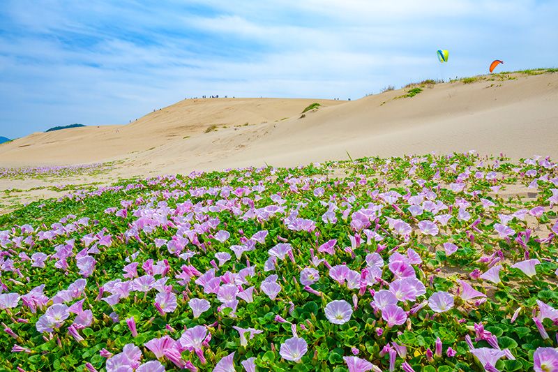 Tourist map of Tottori Sand Dunes Model route Recommended spots San'in Kaigan National Park Natural monument Special protection area San'in Kaigan Geopark Convolvulus Flowers that bloom in each season Spring