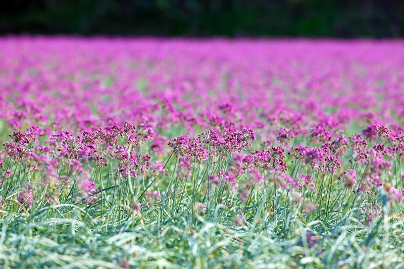 Tottori Sand Dunes Tourist Map Model Route Recommended Spots San'in Kaigan National Park Natural Monument Special Protection Area San'in Kaigan Geopark Rakkyo flowers Lavender in the sand dunes Flowers that bloom in each season Lavender in full bloom all over the field Autumn