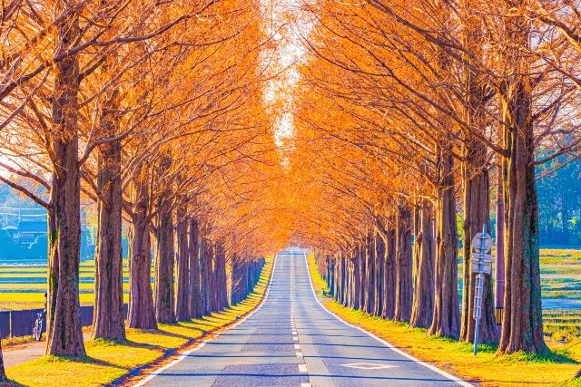 Kansai/Shiga Metasequoia Avenue Autumn Foliage Spot