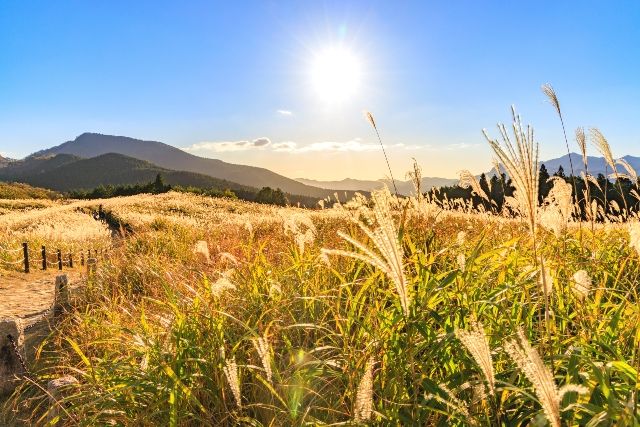 Kansai/Nara Autumn Foliage Spot: Soni Plateau, Japanese Pampas Grass