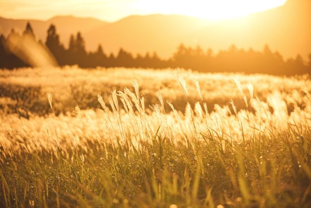 Kansai/Nara Autumn Foliage Spot: Soni Plateau - Japanese Pampas Grass Shining in the Sunset