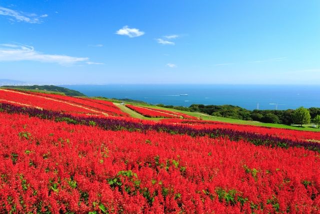 10月　おすすめ旅行先　兵庫　兵庫県立公園あわじ花さじき　サルビア