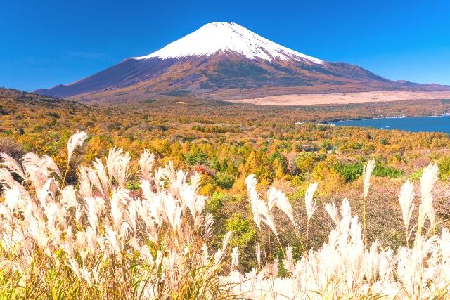 9月　旅行　おすすめ　山梨　山中湖　富士山とススキ