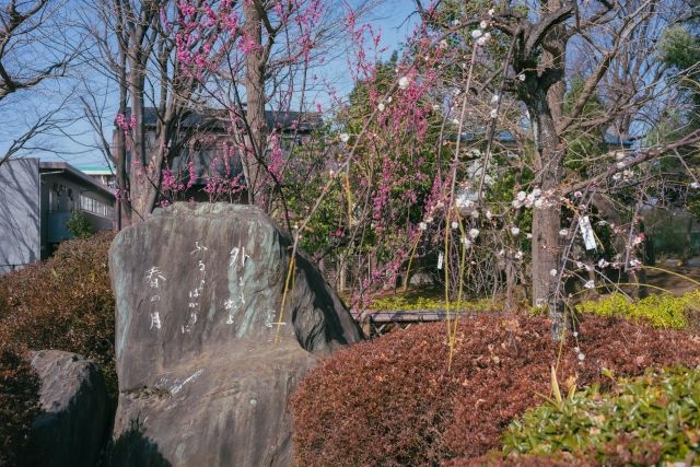 Plum grove at Hanegi Park in Setagaya, Tokyo