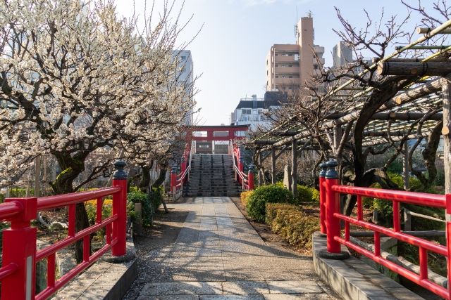 東京龜戶天神社舉辦梅花節