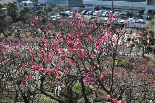 ดอกบ๊วยจาก “สวนพลัมอิเคกามิ” ในเมืองอิเคกามิ โตเกียว