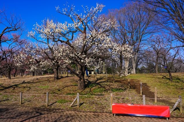 東京・府中にある「郷土の森博物館」梅林の八重野梅