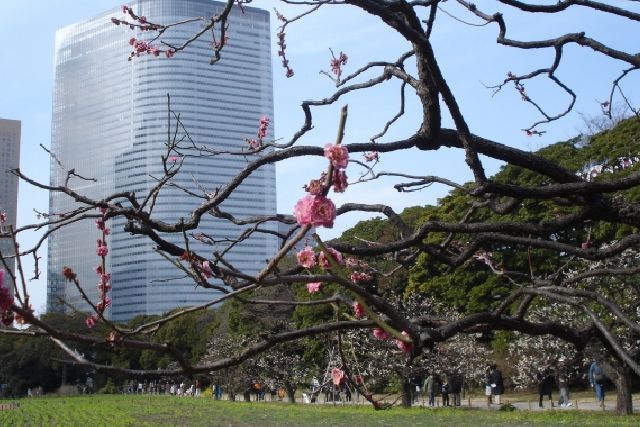 Plum blossoms and skyscrapers in Hamarikyu, Tokyo