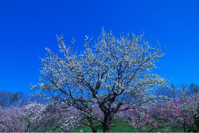 北海道・平岡梅林公園の梅まつり