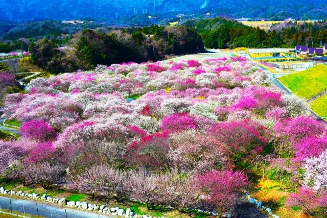 미에현 이나베시의 매화림 공원