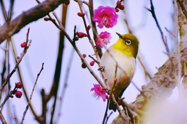 White-eye perched on a plum tree in Kanpō General Park in Yamaguchi Prefecture