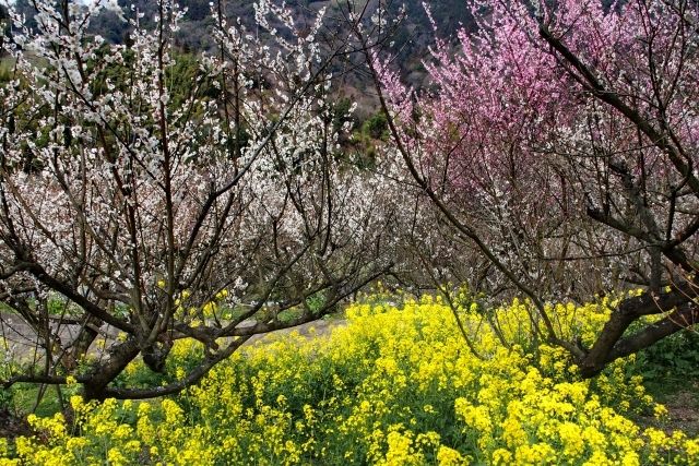 Plum blossoms from Nanaori Plum Garden in Ehime Prefecture