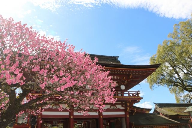 Plum blossoms at Dazaifu Tenmangu Shrine in Fukuoka Prefecture