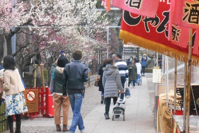 東京都の亀戸天神で開催された梅まつりの様子