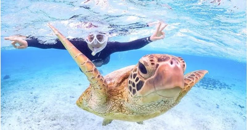 日本でウミガメが見れる場所│確率の高い時間帯と産卵時期を徹底解説！