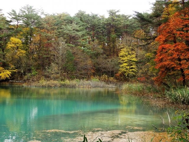 Autumn leaves at Goshikinuma (Aonuma) in Urabandai, Fukushima Prefecture