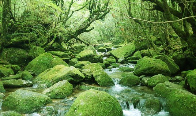 鹿儿岛/屋久岛