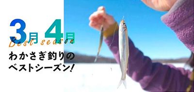 The best season for smelt fishing is March to April! Special feature on smelt fishing seasons and plans