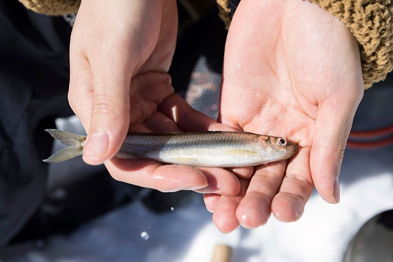 Fishing Season is Upon Us: Smelt Fishing Tradition and Fishing in