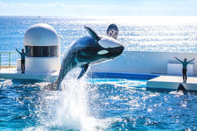 Kanto/Chiba Weekend outing spot Kamogawa Sea World