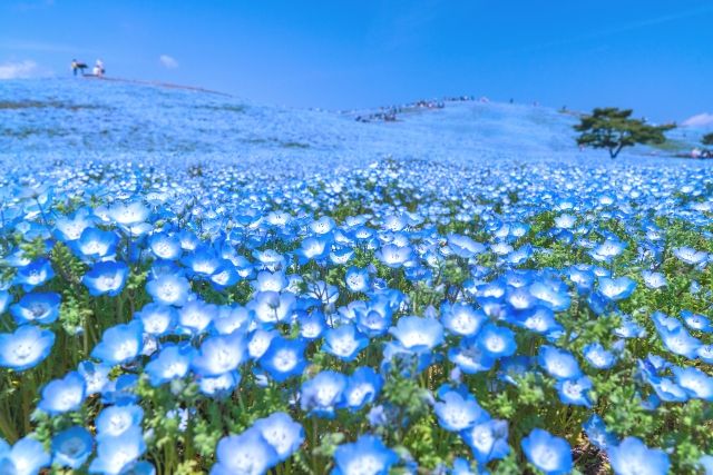 Nemophila at Hitachi Seaside Park in Ibaraki
