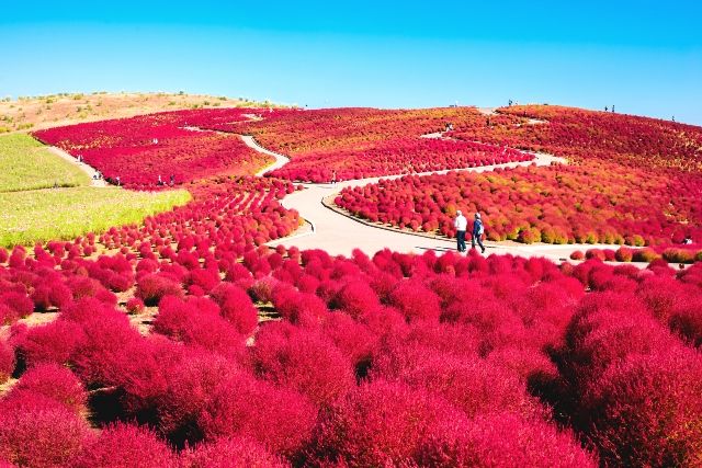 Ibaraki "Hitachi Seaside Park" Autumn Kochia