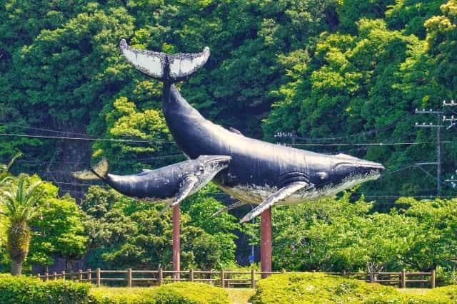 Wakayama: The best season for whale watching