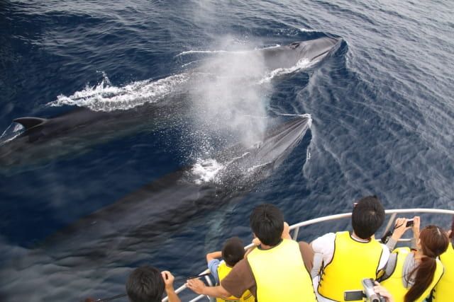 Kochi: The best season for whale watching