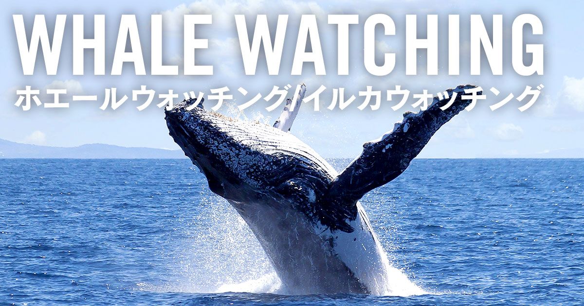 沖縄県座間味村でホエールウォッチング