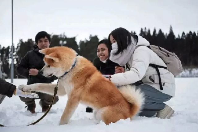 秋田県の事業者・一般社団法人ヘルスケアデザイン秋田が実施する秋田犬散歩体験の様子