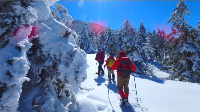 長野・「アルプスぼうけん組楽部(Alps　Boken　Club)」　北八ヶ岳　スノーシュー体験を楽しむ人々