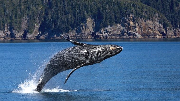 Whale watching sponsored by Okinawa “OPG”